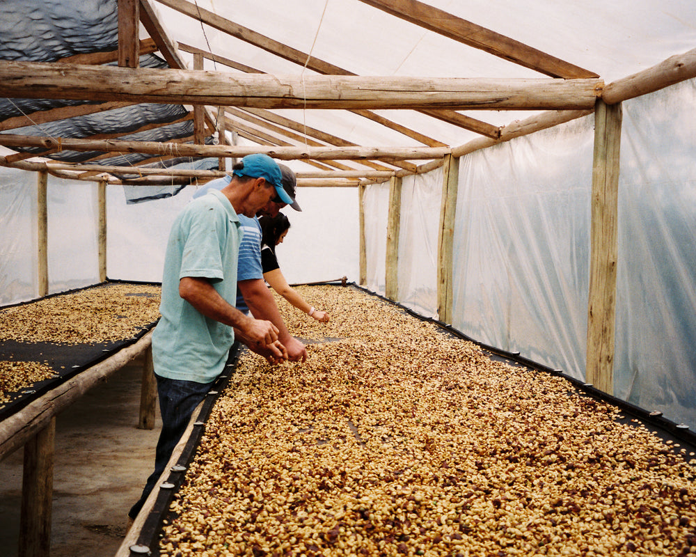 Modern Coffee Series</br>S1. Ep1. Ally Coffee