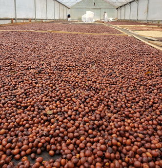 Varietal: Gesha