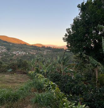 Origin: Costa Rica.