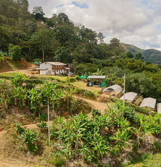 Origin: Peru